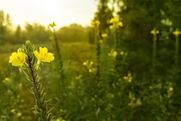 Bí quyết cân bằng nội tiết tố nữ từ oenothera Bí quyết cân bằng nội tiết tố nữ từ oenothera